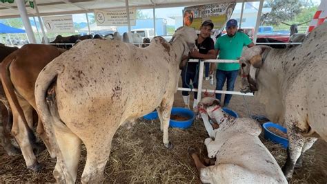 Vaca brava y malosa en la feria chailla les demostró a los chapines