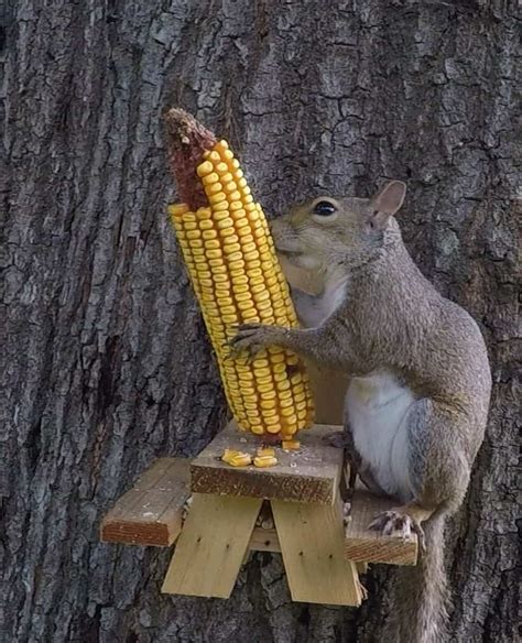 Squirrel Food: What Are The Best Things To Feed Squirrels?