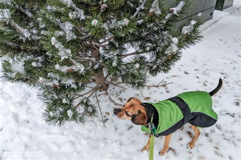 Tips To Keep Your Pets Warm Safe This Winter Beagles Bargains