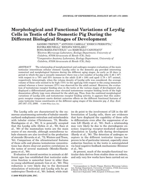 Pdf Morphological And Functional Variations Of Leydig Cells In Testis