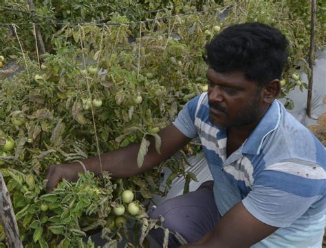 The Real Price Of Tomato Farming The Hindu