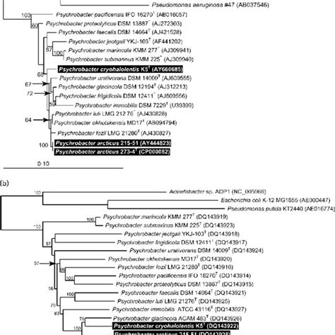 Fitch Margoliash Phylogenetic Trees Of 16S RRNA A And GyrB B Gene