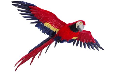 Flying Parrot PNG Image - PurePNG | Free transparent CC0 PNG Image ...