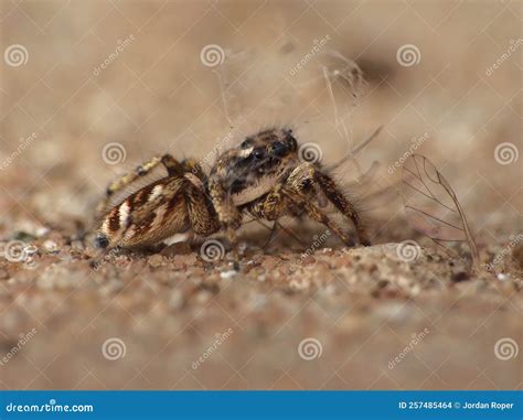 Jumping spider eating stock photo. Image of garden, background - 257485464