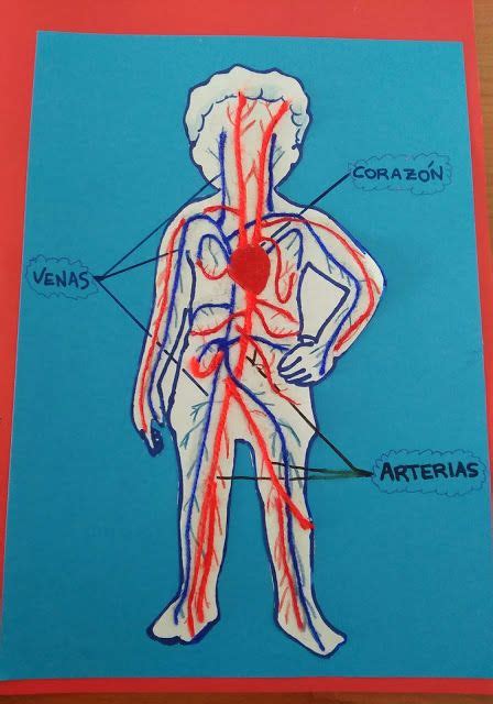 Como Explicar El Sistema Circulatorio A Un Niño De 4 Años Sistema