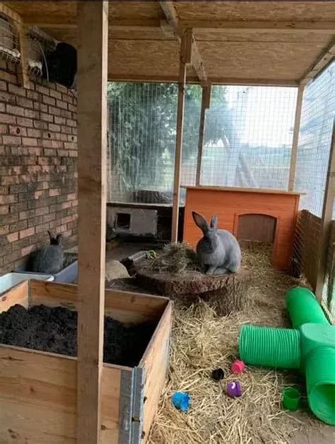 Bunny Sheds Rabbit Shed Rabbit Farm House Rabbit Pet Rabbit Diy