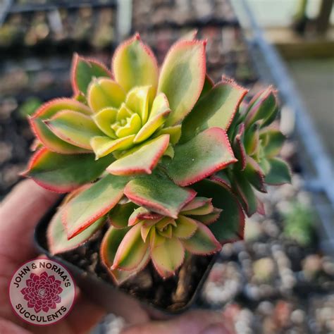 Aeonium Haworthii Dream Color Aka Kiwi John And Normas Succulents