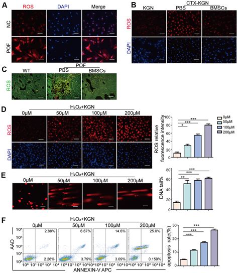 TRDMT1 Participates In The DNA Damage Repair Of Granulosa Cells In