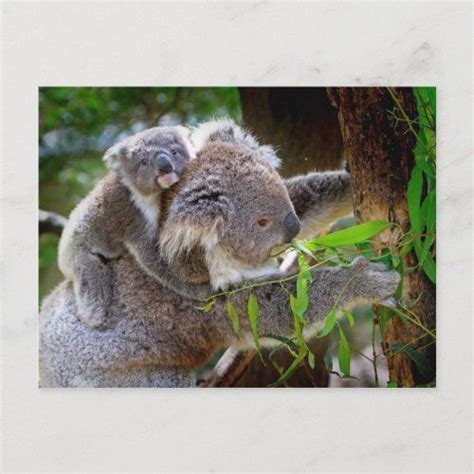 1 35 Mama Und Baby Koalas Baby Einladungen Karten Briefpapier