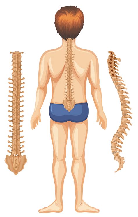 Columna Vertebral Del Cuerpo Humano Diagrama Infográfico 43 OFF