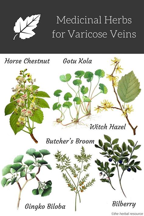 Vitex Chasteberry Herb Benefits Uses For Women Artofit