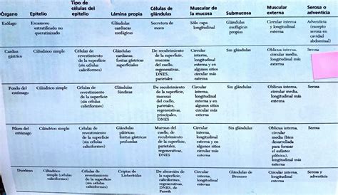 Epitelio del Sistema Respiratorio Histología Dayana Ortega uDocz