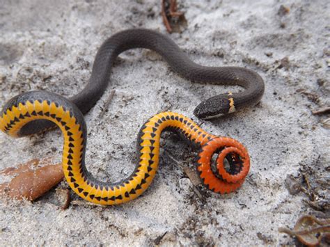 Southern Ringneck Snake Project Noah