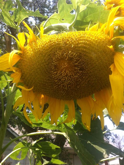 Russian Mongolian Giant Sunflowers Giant Sunflower Mongolian