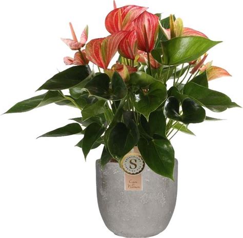 Kamerplant Van Botanicly Flamingoplant Hoogte 60 Cm Anthurium