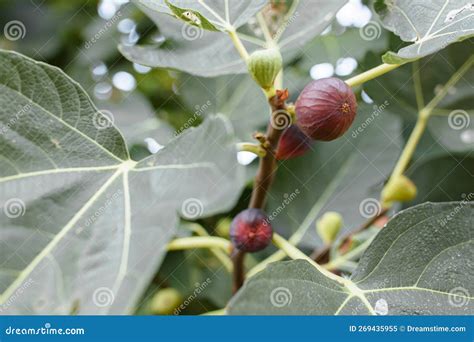 Figos Maduros Num Ramo Ficus Carica Bando De Figos Verdes Em Uma