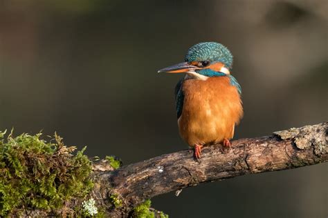 birds common kingfisher closeup branches hd wallpaper rare gallery