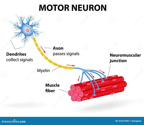 Neuron Diagram Muscle Fibers - canvas-point