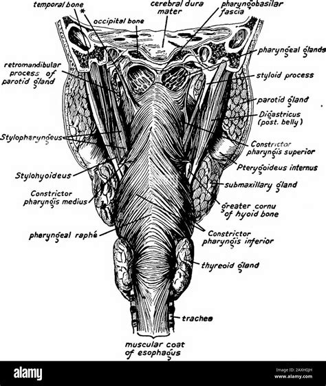 Pharyngeal Plexus Nerve