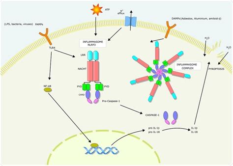 Pyroptosis Pathway And Triggers