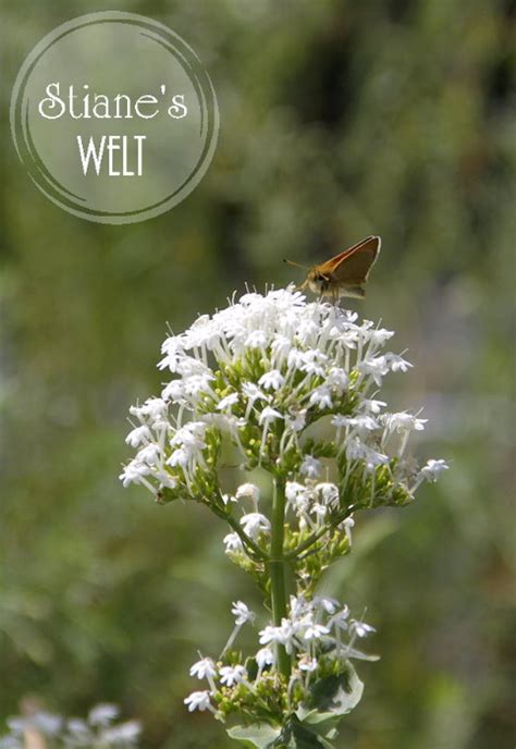 Sommerfreuden Im Gartenreich Stiane S Welt