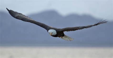 Alaska Inside Passage Wildlife Cruise | Natural Habitat