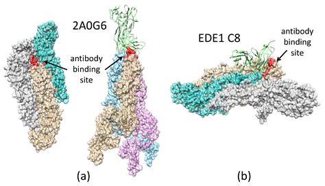 Biomolecules Free Full Text Structural Transition And Antibody