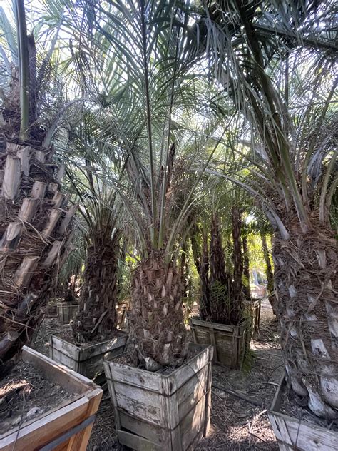 Butia Capitata Butia Odorata Jelly Palm Pindo Palm Sea Crest