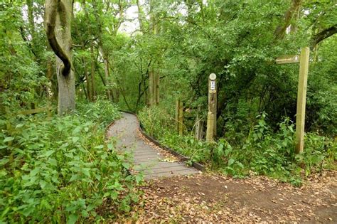 Raised Footpath Through Bushy Leaze © Steve Daniels Geograph