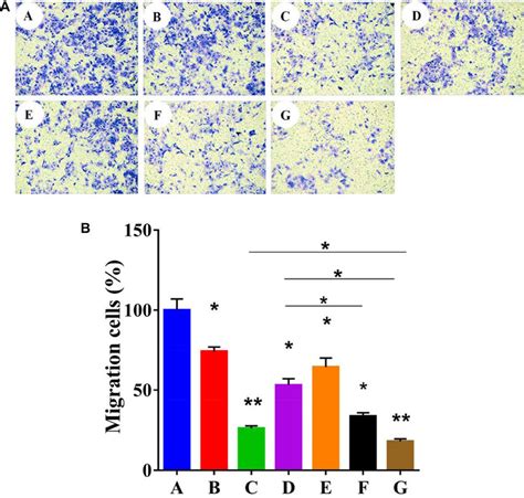 Qualitative A And Quantitative B Analyses Of The In Vitro