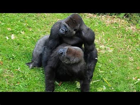 Gorilla Mating Behavior Insights Into The Social And Reproductive