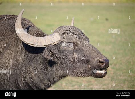 Asia Water Buffalo Hi Res Stock Photography And Images Alamy