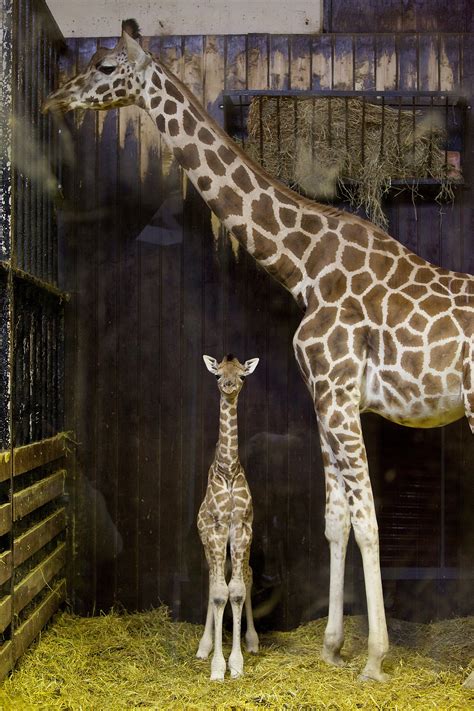 Newborn giraffe debuts at Madrid zoo