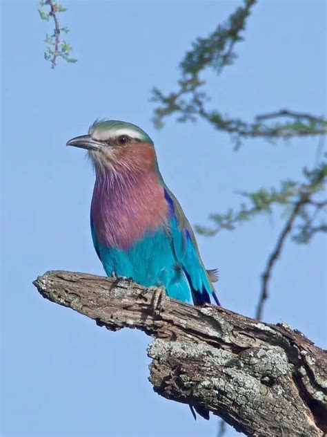 Facts About Lilac Breasted Rollers Bird Feeder Hub