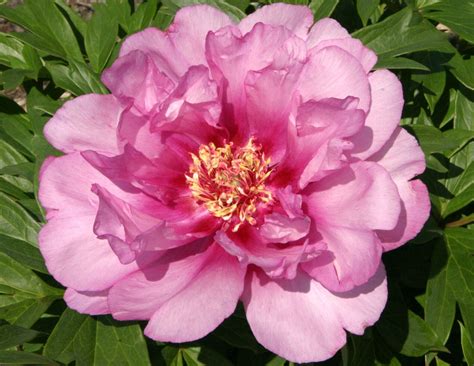 39 peony varieties awarded AGM - The English Garden