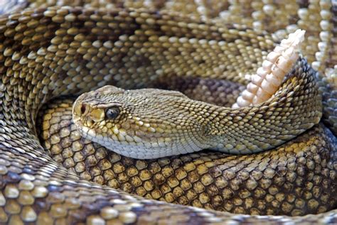 Serpiente De Cascabel Caracter Sticas D Nde Viven Y Cuidados