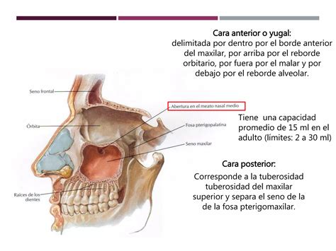 Anatomía de las fosas nasales y los senos paranasales PPT