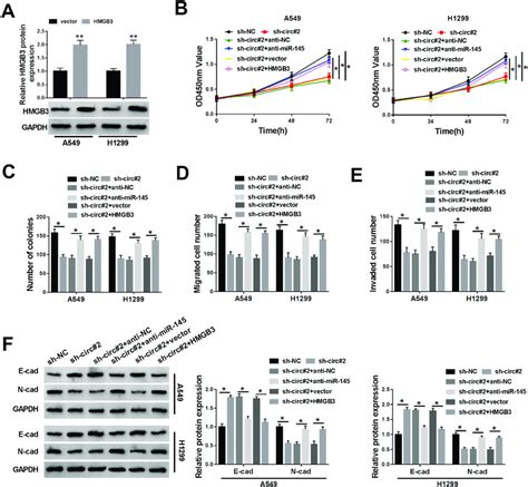 The Knockdown Of Mir Or The Overexpression Of Hmgb Could Reverse