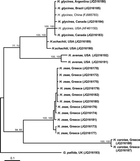 Bayesian 50 Majority Rule Consensus Tree As Inferred From An Alignment