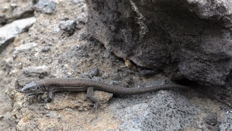 La Lucertola Delle Eolie E Altre Specie Da Salvare La Repubblica