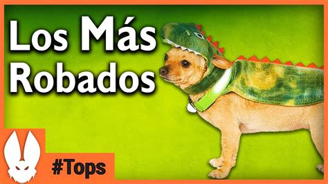 Las Razas De Perros M S Robados Youtube