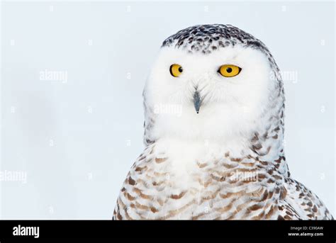 Snowy Owl Bubo Scandiacus Nyctea Scandiaca Portrait Of Adult Female