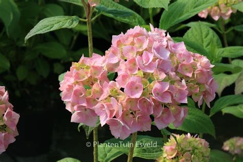 Hydrangea Macrophylla Bouquet Rose Esveld Webshop