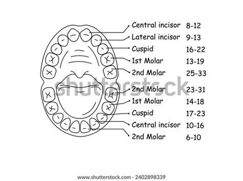 Diagram Anatomy Jaw Teeth Child Vector Stock Vector (Royalty Free ...