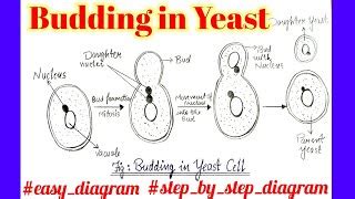 Labelling Of A Yeast Cell Budding