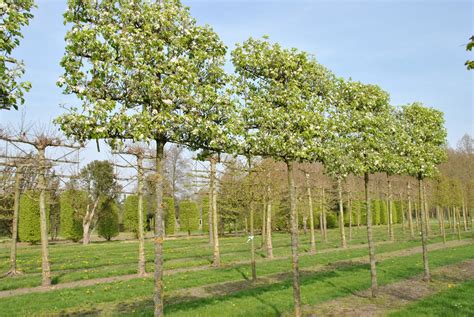 Pyrus Calleryana Chanticleer Pleached Pavilion Specimen Plants