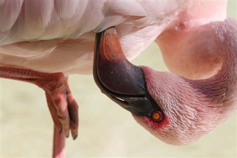 Do Flamingos Have Webbed Feet The Popular Flamingo