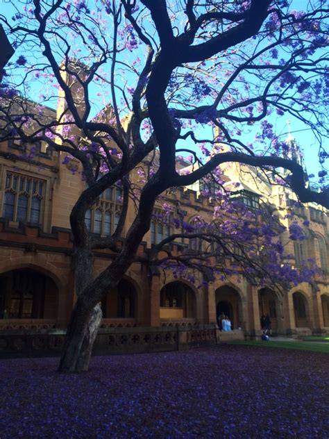 University Of Sydney Nsw Climatewatch Australia Citizen Science App