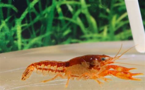 Orange Dwarf Crayfish Cpo Ruinemans Group