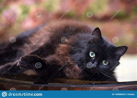 Le Beau Chat Noir Pelucheux Se Trouve Sur Une Table En Verre Image